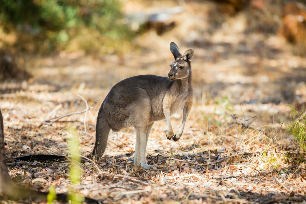 Kangourou australien