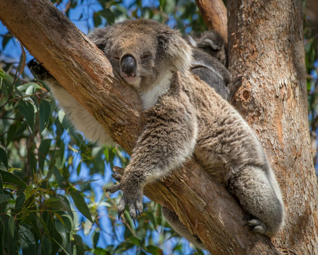 Koala dans un arbre