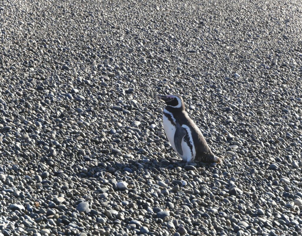 Manchots sur une plage de galets