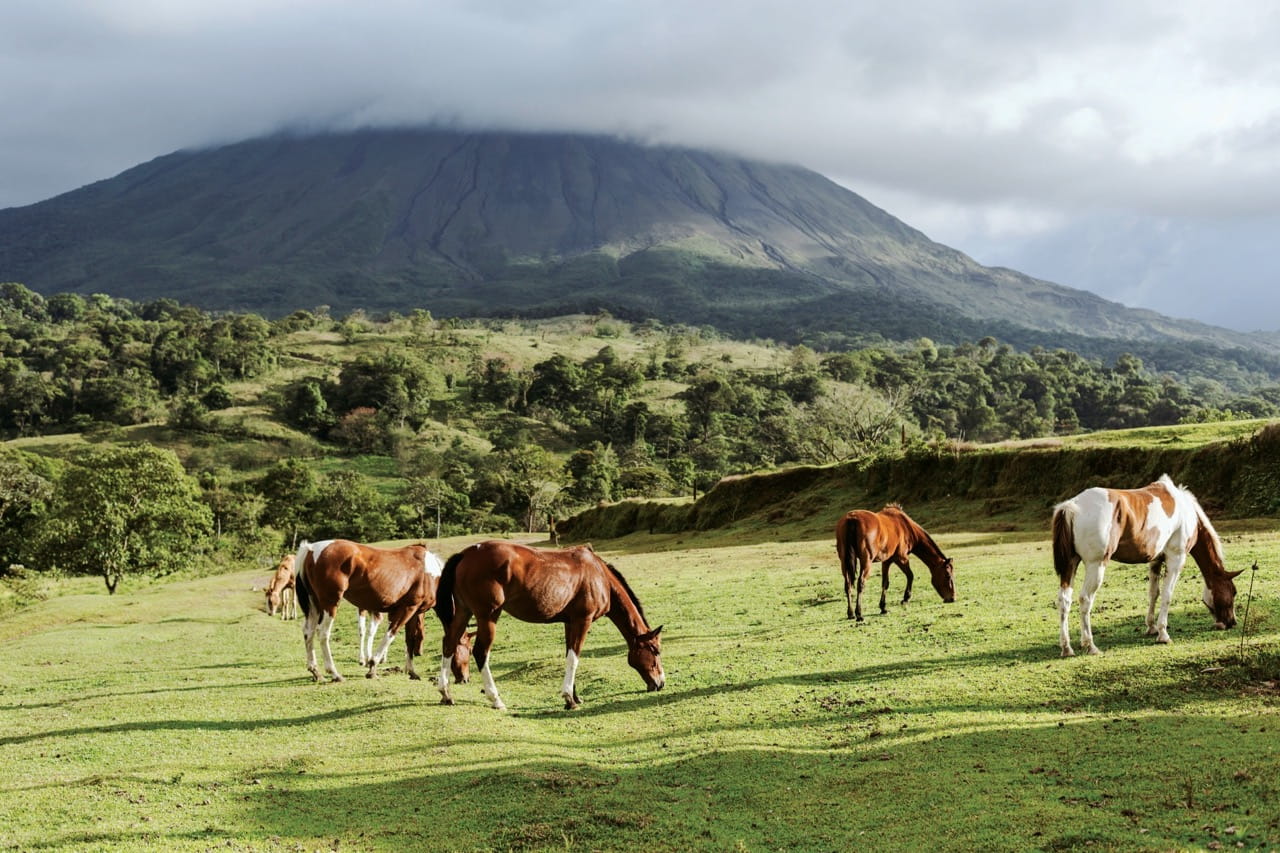 chevaux costa rica