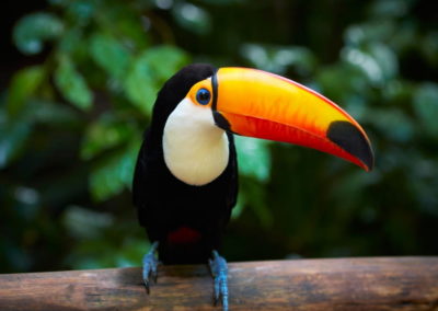 Toucan chutes Iguaçu Brésil