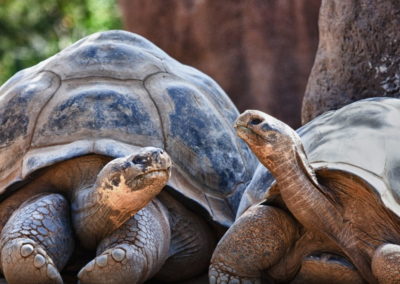 Tortues des Îles Galapagos en Equateur